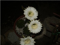 109fa4fb-Picture 6295.jpg